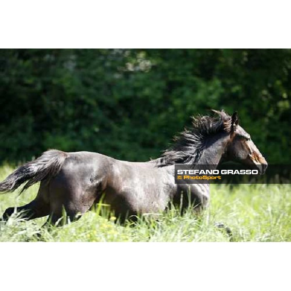 yearlings in the paddocks of Orsi Mangelli stud ANZOLA EMILIA (BO) - 6th may 2008 ph. Stefano Grasso