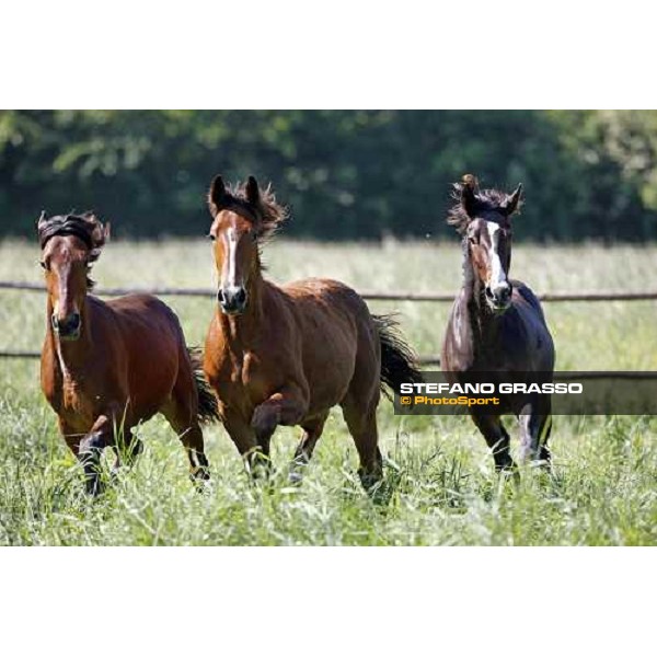 yearlings in the paddocks of Orsi Mangelli stud ANZOLA EMILIA (BO) - 6th may 2008 ph. Stefano Grasso