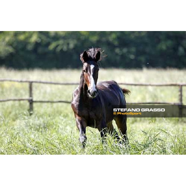 yearlings in the paddocks of Orsi Mangelli stud ANZOLA EMILIA (BO) - 6th may 2008 ph. Stefano Grasso