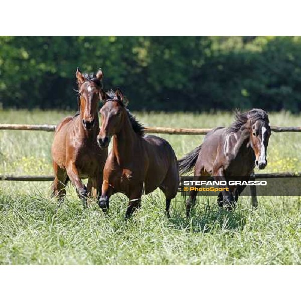 yearlings in the paddocks of Orsi Mangelli stud ANZOLA EMILIA (BO) - 6th may 2008 ph. Stefano Grasso