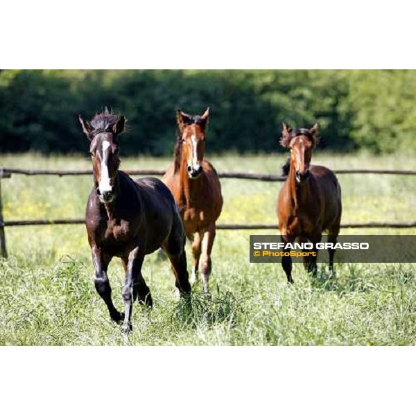 yearlings in the paddocks of Orsi Mangelli stud ANZOLA EMILIA (BO) - 6th may 2008 ph. Stefano Grasso