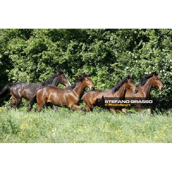 yearlings in the paddocks of Orsi Mangelli stud ANZOLA EMILIA (BO) - 6th may 2008 ph. Stefano Grasso