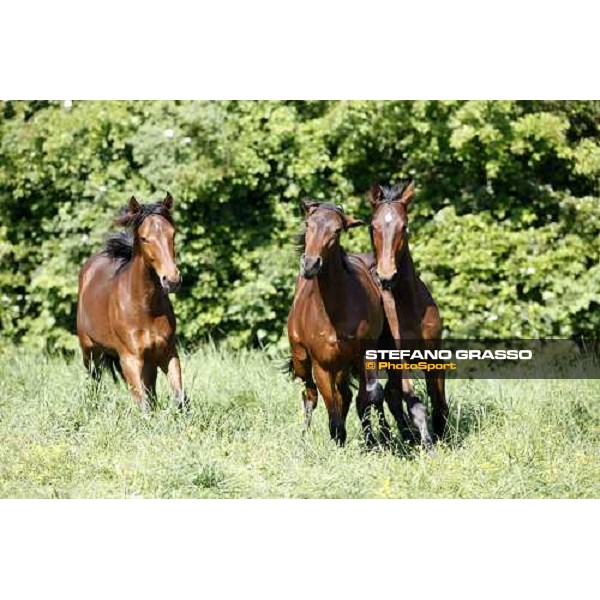 yearlings in the paddocks of Orsi Mangelli stud ANZOLA EMILIA (BO) - 6th may 2008 ph. Stefano Grasso