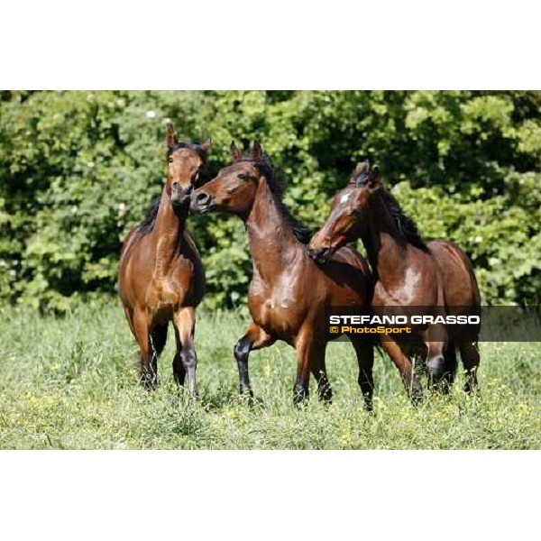 yearlings in the paddocks of Orsi Mangelli stud ANZOLA EMILIA (BO) - 6th may 2008 ph. Stefano Grasso