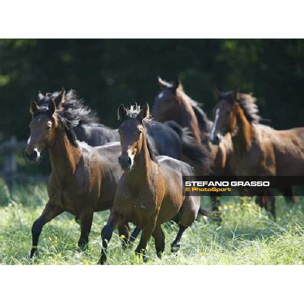 yearlings in the paddocks of Orsi Mangelli stud ANZOLA EMILIA (BO) - 6th may 2008 ph. Stefano Grasso