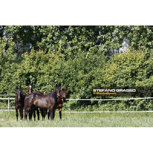 yearlings in the paddocks of Orsi Mangelli stud ANZOLA EMILIA (BO) - 6th may 2008 ph. Stefano Grasso