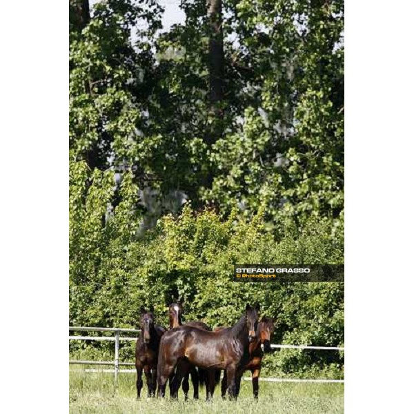 yearlings in the paddocks of Orsi Mangelli stud ANZOLA EMILIA (BO) - 6th may 2008 ph. Stefano Grasso