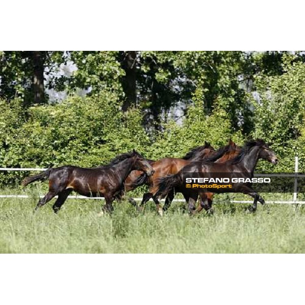 yearlings in the paddocks of Orsi Mangelli stud ANZOLA EMILIA (BO) - 6th may 2008 ph. Stefano Grasso