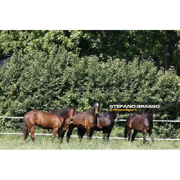 yearlings in the paddocks of Orsi Mangelli stud ANZOLA EMILIA (BO) - 6th may 2008 ph. Stefano Grasso