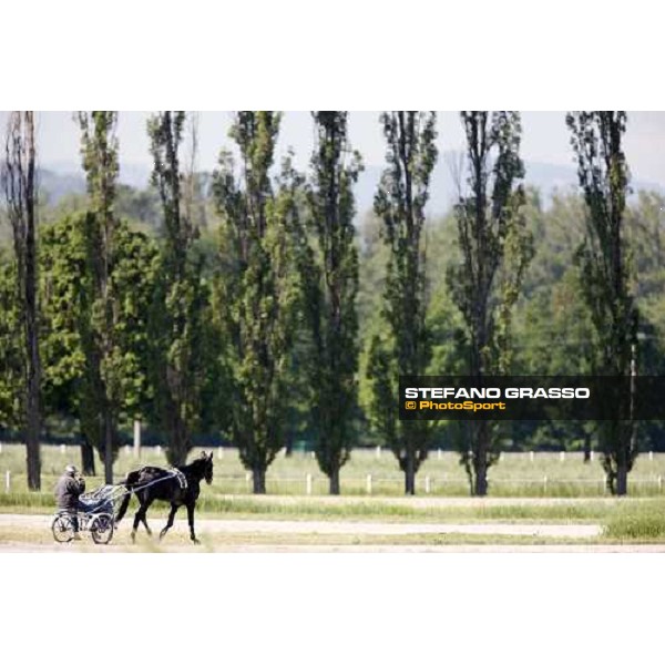 horses in training at Orsi Mangelli training center Anzola Emilia (Bo), 6th may 2008 ph. Stefano Grasso