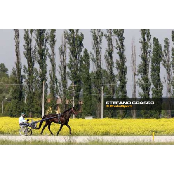 horses in training at Orsi Mangelli training center Anzola Emilia (Bo), 6th may 2008 ph. Stefano Grasso