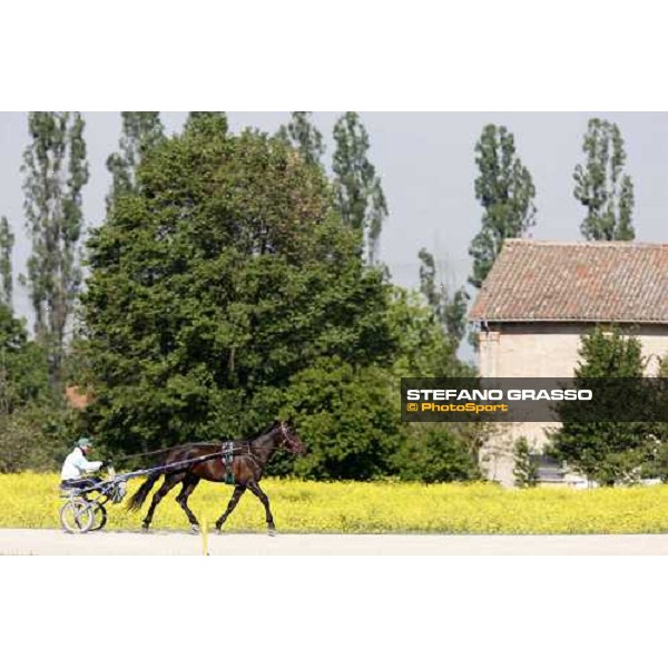 horses in training at Orsi Mangelli training center Anzola Emilia (Bo), 6th may 2008 ph. Stefano Grasso