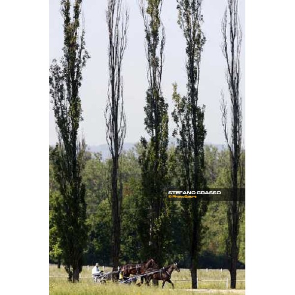 horses in training at Orsi Mangelli training center Anzola Emilia (Bo), 6th may 2008 ph. Stefano Grasso