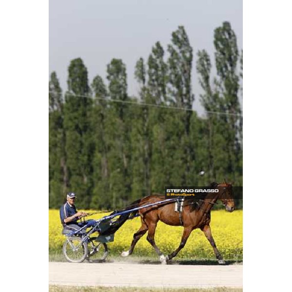 horses in training at Orsi Mangelli training center Anzola Emilia (Bo), 6th may 2008 ph. Stefano Grasso