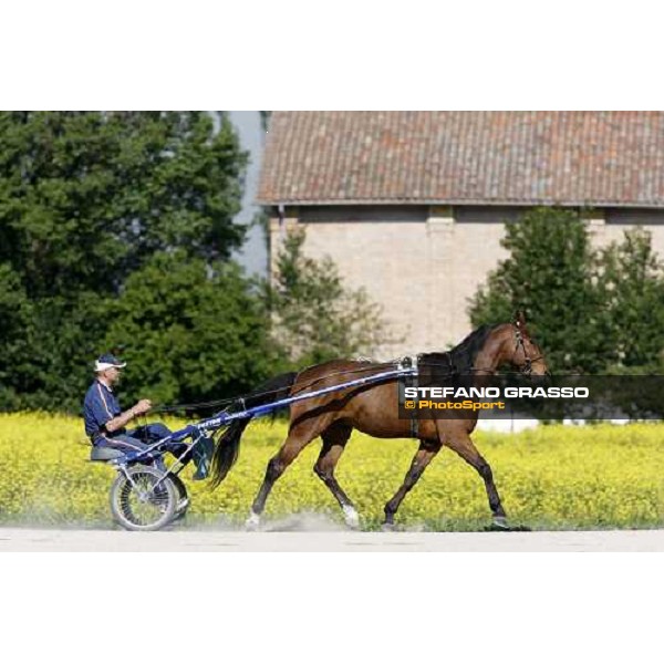 horses in training at Orsi Mangelli training center Anzola Emilia (Bo), 6th may 2008 ph. Stefano Grasso