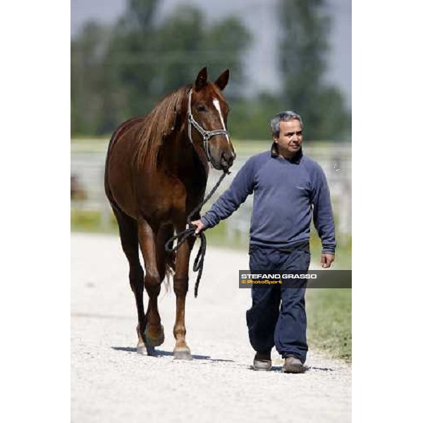 horse in training at Orsi Mangelli training center Anzola Emilia (Bo), 6th may 2008 ph. Stefano Grasso