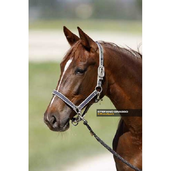 horse in training at Orsi Mangelli training center Anzola Emilia (Bo), 6th may 2008 ph. Stefano Grasso