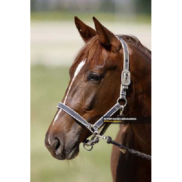 horse in training at Orsi Mangelli training center Anzola Emilia (Bo), 6th may 2008 ph. Stefano Grasso