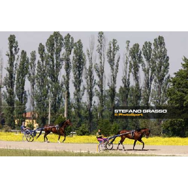 horses in training at Orsi Mangelli training center Anzola Emilia (Bo), 6th may 2008 ph. Stefano Grasso