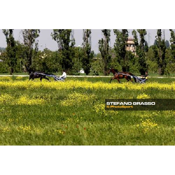 horses in training at Orsi Mangelli training center Anzola Emilia (Bo), 6th may 2008 ph. Stefano Grasso