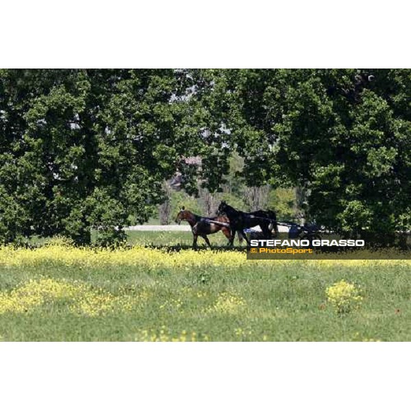 horses in training at Orsi Mangelli training center Anzola Emilia (Bo), 6th may 2008 ph. Stefano Grasso