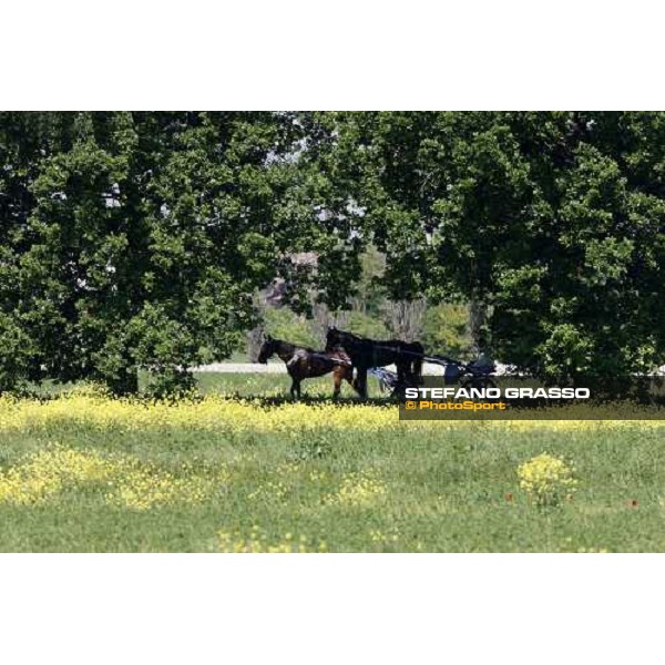 horse in training at Orsi Mangelli training center Anzola Emilia (Bo), 6th may 2008 ph. Stefano Grasso