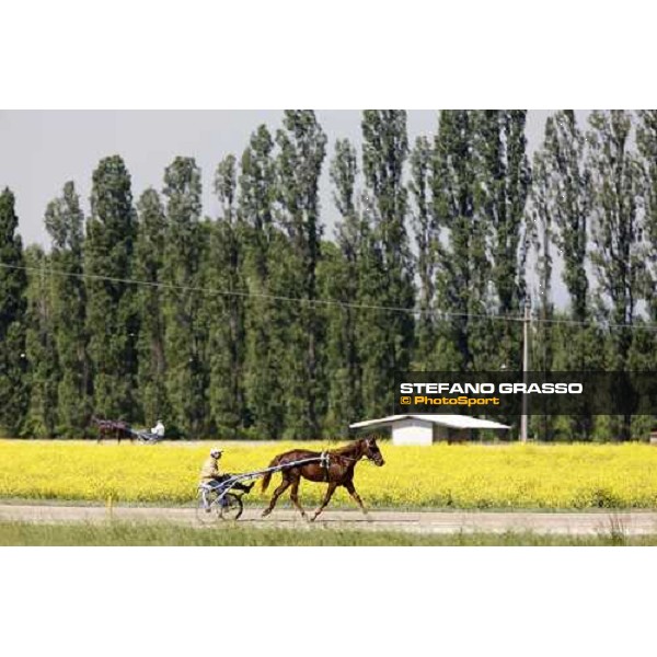 horse in training at Orsi Mangelli training center Anzola Emilia (Bo), 6th may 2008 ph. Stefano Grasso
