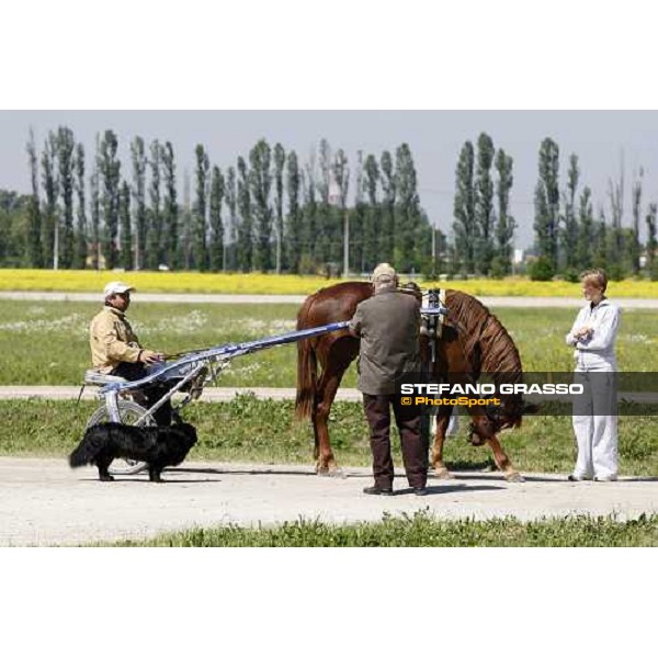 horse in training at Orsi Mangelli training center Anzola Emilia (Bo), 6th may 2008 ph. Stefano Grasso