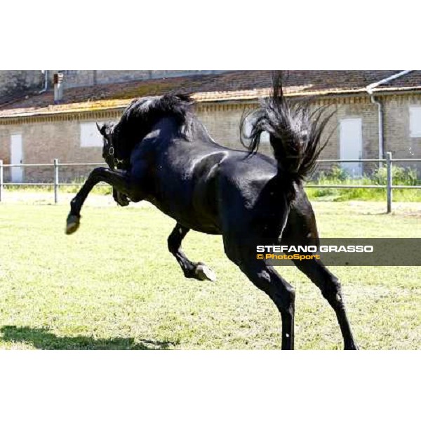 Let\'s Go in the paddock at O.M. srl stable Le Budrie di S.Giovanni in Persiceto (Bo), 6th may 2008 ph. Stefano Grasso