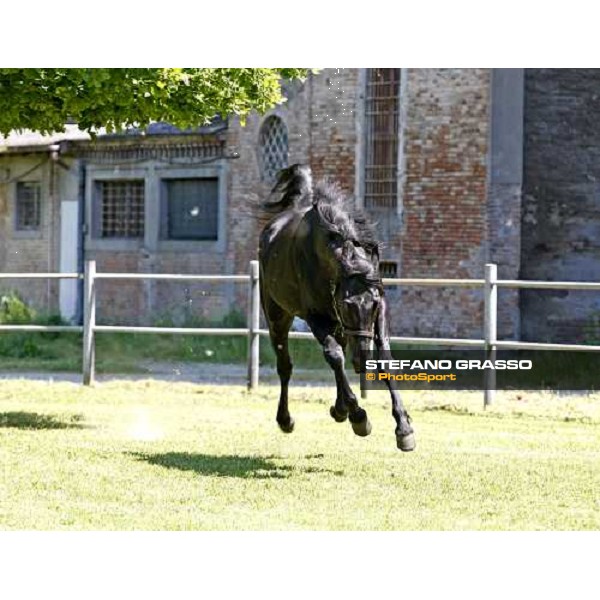 Let\'s Go in the paddock at O.M. srl stable Le Budrie di S.Giovanni in Persiceto (Bo), 6th may 2008 ph. Stefano Grasso