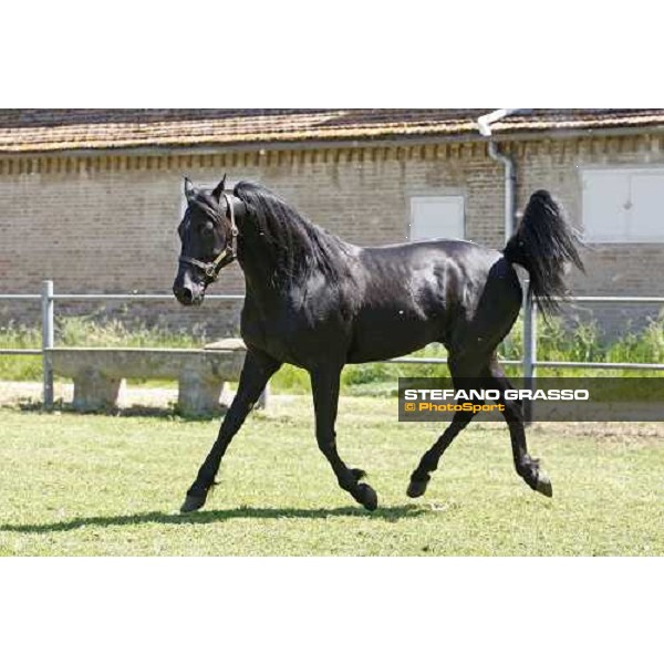 Let\'s Go in the paddock at O.M. srl stable Le Budrie di S.Giovanni in Persiceto (Bo), 6th may 2008 ph. Stefano Grasso