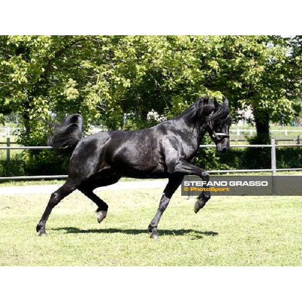 Let\'s Go in the paddock at O.M. srl stable Le Budrie di S.Giovanni in Persiceto (Bo), 6th may 2008 ph. Stefano Grasso