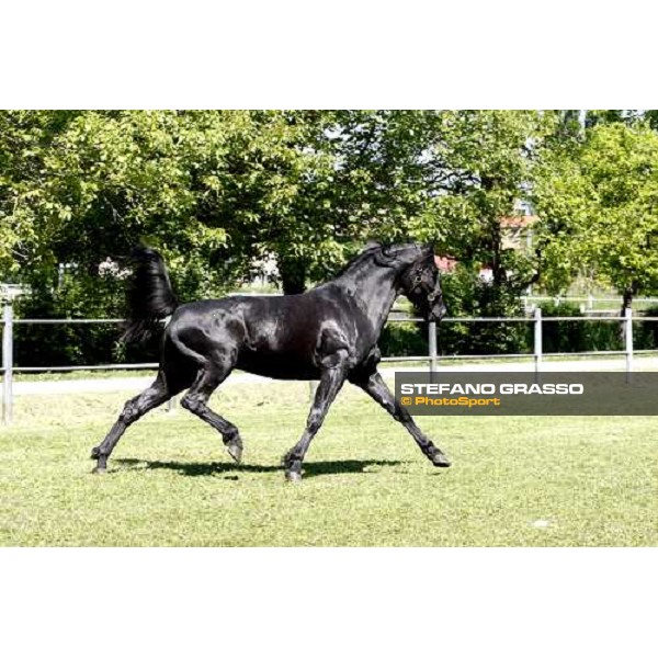 Let\'s Go in the paddock at O.M. srl stable Le Budrie di S.Giovanni in Persiceto (Bo), 6th may 2008 ph. Stefano Grasso