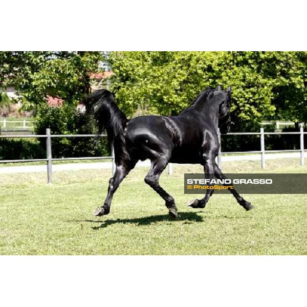 Let\'s Go in the paddock at O.M. srl stable Le Budrie di S.Giovanni in Persiceto (Bo), 6th may 2008 ph. Stefano Grasso