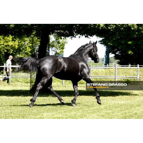 Let\'s Go in the paddock at O.M. srl stable Le Budrie di S.Giovanni in Persiceto (Bo), 6th may 2008 ph. Stefano Grasso