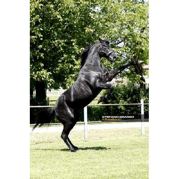 Let\'s Go in the paddock at O.M. srl stable Le Budrie di S.Giovanni in Persiceto (Bo), 6th may 2008 ph. Stefano Grasso