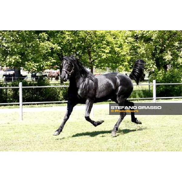 Let\'s Go in the paddock at O.M. srl stable Le Budrie di S.Giovanni in Persiceto (Bo), 6th may 2008 ph. Stefano Grasso