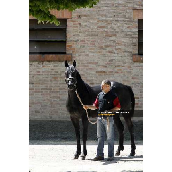 Let\'s Go in the paddock at O.M. srl stable Le Budrie di S.Giovanni in Persiceto (Bo), 6th may 2008 ph. Stefano Grasso