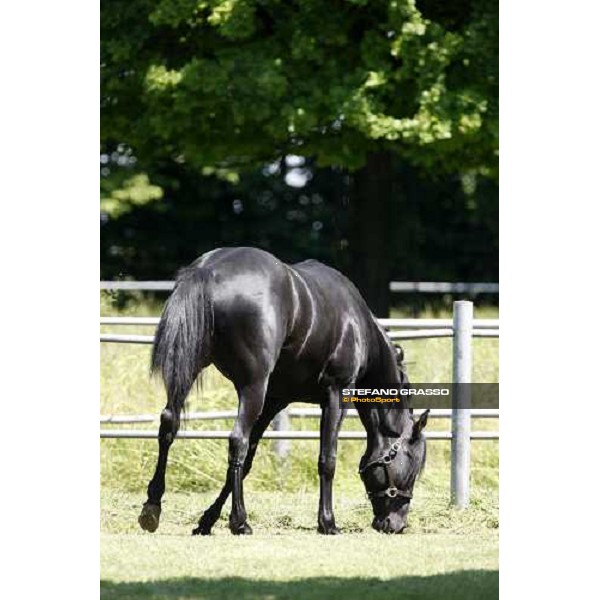 Let\'s Go in the paddock at O.M. srl stable Le Budrie di S.Giovanni in Persiceto (Bo), 6th may 2008 ph. Stefano Grasso