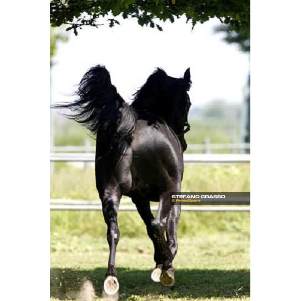 Let\'s Go in the paddock at O.M. srl stable Le Budrie di S.Giovanni in Persiceto (Bo), 6th may 2008 ph. Stefano Grasso