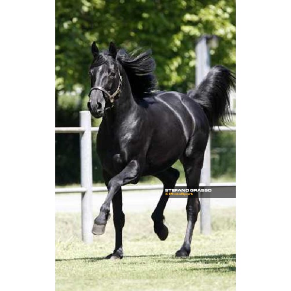 Let\'s Go in the paddock at O.M. srl stable Le Budrie di S.Giovanni in Persiceto (Bo), 6th may 2008 ph. Stefano Grasso