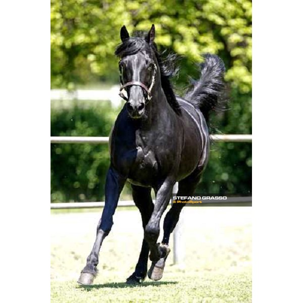 Let\'s Go in the paddock at O.M. srl stable Le Budrie di S.Giovanni in Persiceto (Bo), 6th may 2008 ph. Stefano Grasso