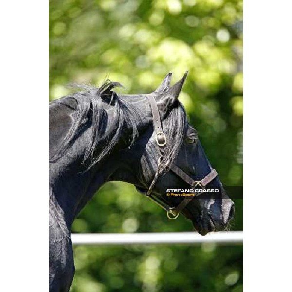 Let\'s Go in the paddock at O.M. srl stable Le Budrie di S.Giovanni in Persiceto (Bo), 6th may 2008 ph. Stefano Grasso