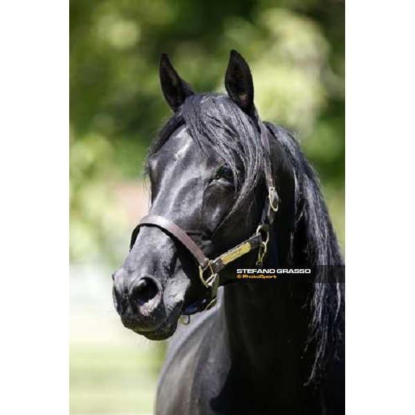 Let\'s Go in the paddock at O.M. srl stable Le Budrie di S.Giovanni in Persiceto (Bo), 6th may 2008 ph. Stefano Grasso