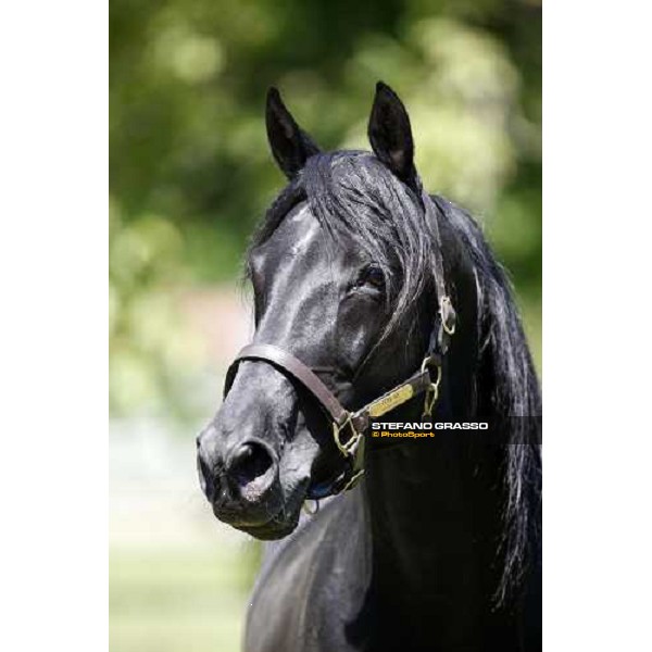 Let\'s Go in the paddock at O.M. srl stable Le Budrie di S.Giovanni in Persiceto (Bo), 6th may 2008 ph. Stefano Grasso