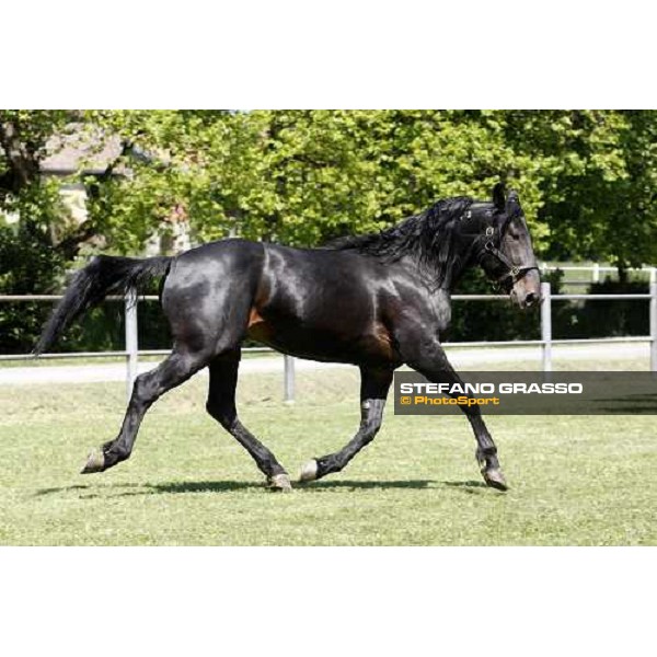 Yankee Slide in the paddock at O.M. srl stable Le Budrie di S.Giovanni in Persiceto (Bo), 6th may 2008 ph. Stefano Grasso