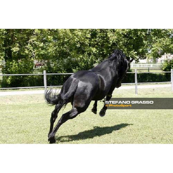 Yankee Slide in the paddock at O.M. srl stable Le Budrie di S.Giovanni in Persiceto (Bo), 6th may 2008 ph. Stefano Grasso