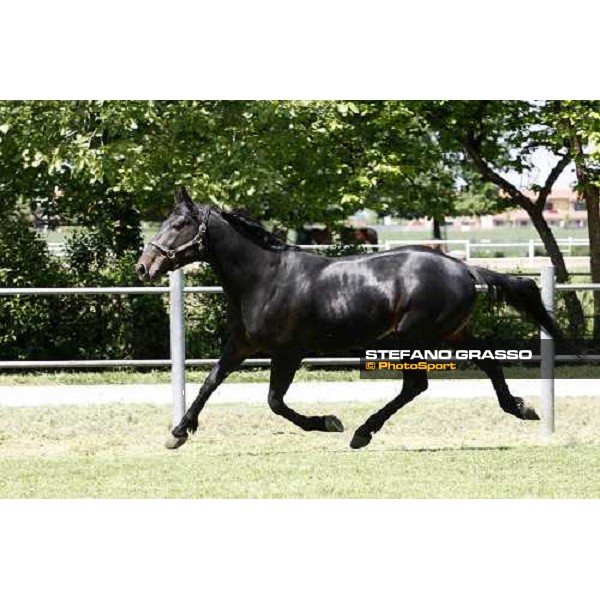 Yankee Slide in the paddock at O.M. srl stable Le Budrie di S.Giovanni in Persiceto (Bo), 6th may 2008 ph. Stefano Grasso