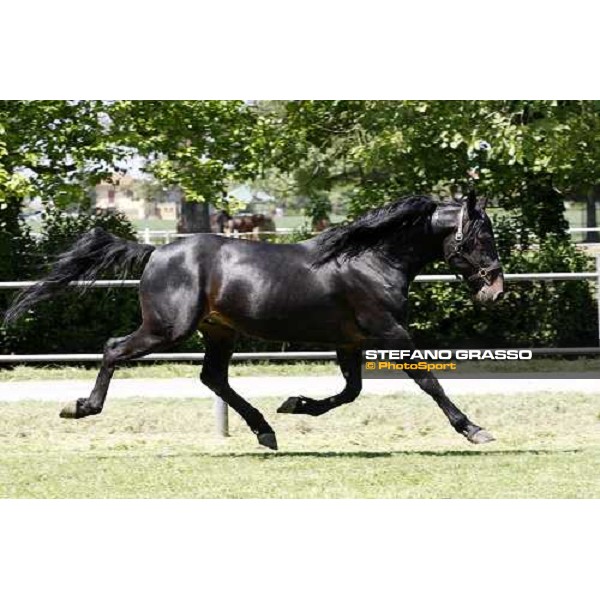 Yankee Slide in the paddock at O.M. srl stable Le Budrie di S.Giovanni in Persiceto (Bo), 6th may 2008 ph. Stefano Grasso