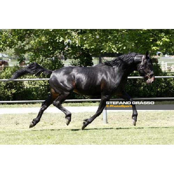 Yankee Slide in the paddock at O.M. srl stable Le Budrie di S.Giovanni in Persiceto (Bo), 6th may 2008 ph. Stefano Grasso